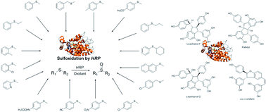 Graphical abstract: Horseradish peroxidase (HRP) as a tool in green chemistry