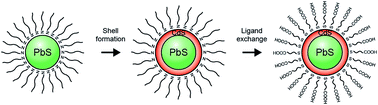 Graphical abstract: Synthesis and optical properties of emission-tunable PbS/CdS core–shell quantum dots for in vivo fluorescence imaging in the second near-infrared window