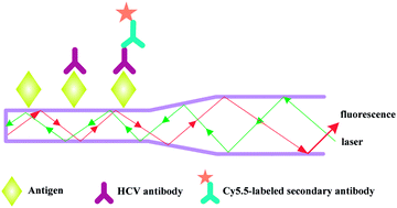 Graphical abstract: Optic fiber-based immunosensor for the rapid and sensitive detection of hepatitis C virus in serum