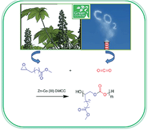 Graphical abstract: Synthesis of fully alternating polycarbonate with low Tg from carbon dioxide and bio-based fatty acid