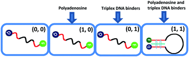 Graphical abstract: Molecular beacon-based NAND logic gate for sensing triplex DNA binders