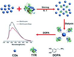 Graphical abstract: Highly sensitive, stable, and precise detection of dopamine with carbon dots/tyrosinase hybrid as fluorescent probe