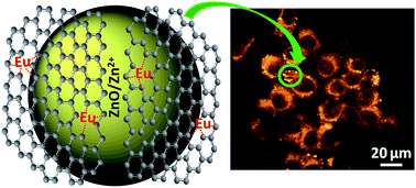 Graphical abstract: Synthesis, characterization and cytotoxicity of europium incorporated ZnO–graphene nanocomposites on human MCF7 breast cancer cells