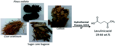 Graphical abstract: Levulinic acid production from Cicer arietinum, cotton, Pinus radiata and sugarcane bagasse