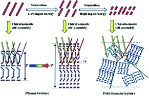 Graphical abstract: Structure–color mechanism of iridescent cellulose nanocrystal films