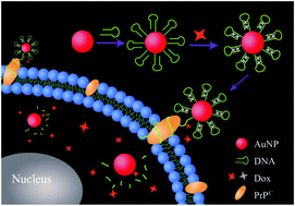 Graphical abstract: A cancer-targeted drug delivery system developed with gold nanoparticle mediated DNA–doxorubicin conjugates