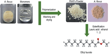 Graphical abstract: Entrapment in polymeric material of resting cells of Aspergillus flavus with lipase activity. Application to the synthesis of ethyl laurate