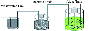 Graphical abstract: Conversion of wastewater organics into biodiesel feedstock through the predator-prey interactions between phagotrophic microalgae and bacteria