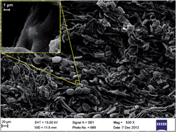 Graphical abstract: Aquatic biomass containing porous silica as an anode for lithium ion batteries