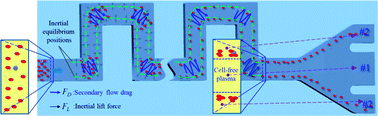 Graphical abstract: High throughput extraction of plasma using a secondary flow-aided inertial microfluidic device