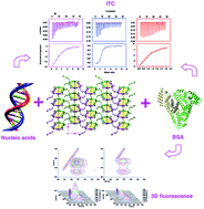 Graphical abstract: Synthesis and X-ray structure of a new zinc(ii) coordination polymer: interaction with DNA and double stranded RNA and elucidation of the molecular aspects of the binding to bovine serum albumin