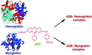 Graphical abstract: Targeting the heme proteins hemoglobin and myoglobin by janus green blue and study of the dye–protein association by spectroscopy and calorimetry