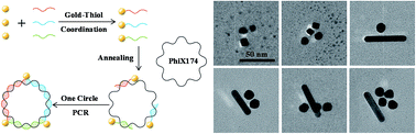 Graphical abstract: Threading different metal nanomaterials on natural PhiX174 DNA to assemble a necklace