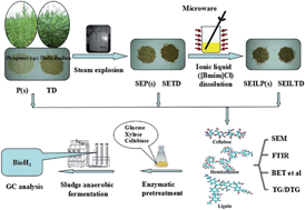 Graphical abstract: Steam explosion-ionic liquid pretreatments on wetland lignocellulosic biomasses of Phragmites (sp.) and Thalia dealbata for Bio H2 conversion