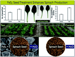 Graphical abstract: Seed treatment with iron pyrite (FeS2) nanoparticles increases the production of spinach