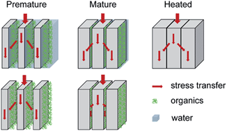 Graphical abstract: Nanoindentation creep behavior of enamel biological nanocomposites