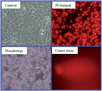 Graphical abstract: Magneto-structural correlation, antioxidant, DNA interaction and growth inhibition activities of new chloro-bridged phenolate complexes