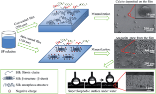 Graphical abstract: Influences of film thickness and fabrication method on the surface structure and mineralization-templating of silk fibroin