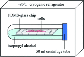 Graphical abstract: On-chip direct freezing and thawing of mammalian cells