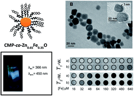 Graphical abstract: Nanocrystals of Zn(Fe)O-based diluted magnetic semi-conductor as potential luminescent and magnetic bimodal bioimaging probes