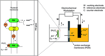 Graphical abstract: Investigation of electron transfer from isolated spinach thylakoids to indium tin oxide