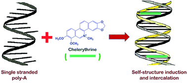 Graphical abstract: Induction of self-structure in polyriboadenylic acid by the benzophenanthridine plant alkaloid chelerythrine: a spectroscopic approach