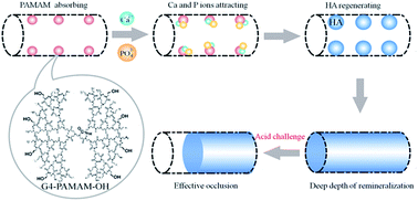 Graphical abstract: Effective dentinal tubule occlusion induced by polyhydroxy-terminated PAMAM dendrimer in vitro