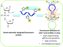 Graphical abstract: Fluorescence detection of natural RNA using rationally designed “clickable” oligonucleotide probes