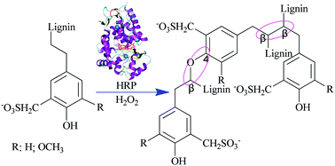 Graphical abstract: Modification of sulfomethylated alkali lignin catalyzed by horseradish peroxidase