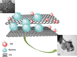 Graphical abstract: Graphene oxide as a nanocarrier for gramicidin (GOGD) for high antibacterial performance