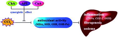 Graphical abstract: Synergistic protective effect of chlorogenic acid, apigenin and caffeic acid against carbon tetrachloride-induced hepatotoxicity in male mice