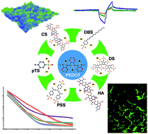 Graphical abstract: Biotic and abiotic molecule dopants determining the electrochemical performance, stability and fibroblast behavior of conducting polymer for tissue interface