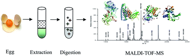 Graphical abstract: Optimization of ultrasound-assisted extraction of protein from egg white using response surface methodology (RSM) and its proteomic study by MALDI-TOF-MS