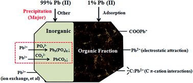 Graphical abstract: Interaction of organic and inorganic fractions of biochar with Pb(ii) ion: further elucidation of mechanisms for Pb(ii) removal by biochar