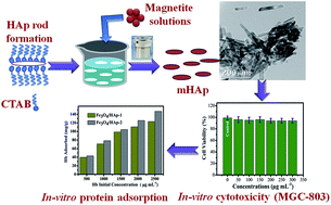 Graphical abstract: Facile in situ growth of Fe3O4 nanoparticles on hydroxyapatite nanorods for pH dependent adsorption and controlled release of proteins