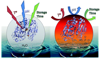 Graphical abstract: Over-activity and stability of laccase using ionic liquids: screening and application in dye decolorization