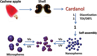 Graphical abstract: Self-assembly of cardanol based supramolecular synthons to photoresponsive nanospheres: light induced size variation at the nanoscale