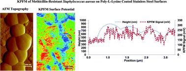 Graphical abstract: Characterization of electrical surface properties of mono- and co-cultures of Pseudomonas aeruginosa and methicillin-resistant Staphylococcus aureus using Kelvin probe force microscopy