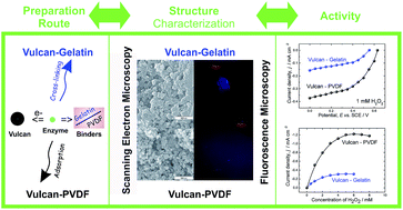 Graphical abstract: Combined electrochemical and microscopic study of porous enzymatic electrodes with direct electron transfer mechanism