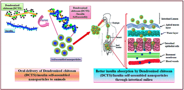 Graphical abstract: Efficient oral insulin delivery by dendronized chitosan: in vitro and in vivo studies