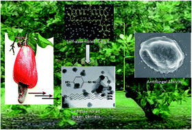 Graphical abstract: Self-assembled amphoterecin B loaded into a self-assembled cardanol derivative as a soft green carrier for delivery and enhanced antifungal activity