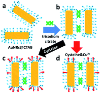 Graphical abstract: l-Cysteine-induced chiroptical activity in assemblies of gold nanorods and its use in ultrasensitive detection of copper ions
