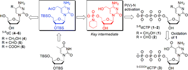 Graphical abstract: Efficient synthesis of 5-hydroxymethyl-, 5-formyl-, and 5-carboxyl-2′-deoxycytidine and their triphosphates