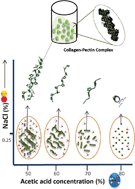 Graphical abstract: Preparation of antibacterial collagen–pectin particles for biotherapeutics
