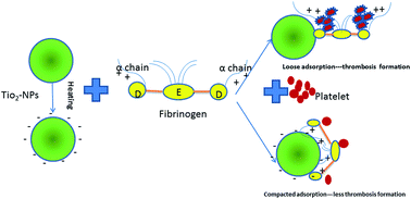 Graphical abstract: Molecular interaction of fibrinogen with thermally modified titanium dioxide nanoparticles