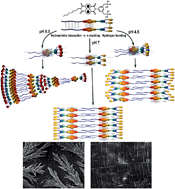 Graphical abstract: pH triggered self-assembly induced enhanced emission of phosphonic acid appended naphthalenediimide amphiphile