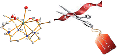 Graphical abstract: The first example of a model compound of RNase U2 and its intermediate with CPP directly monitored by ESI-MS