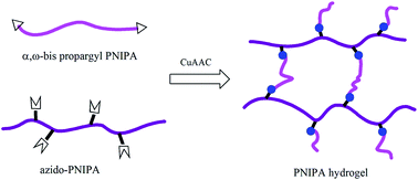 Graphical abstract: Poly(N-isopropylacrylamide) hydrogels fabricated via click chemistry: well-defined α,ω-bis propargyl linear poly(N-isopropylacrylamide)s as crosslinkers