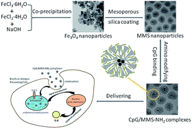 Graphical abstract: Magnetic mesoporous silica nanoparticles for CpG delivery to enhance cytokine induction via toll-like receptor 9