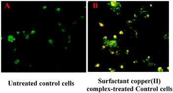 Graphical abstract: Nucleic acid binding study of surfactant copper(ii) complex containing dipyrido[3,2-a:2′-3′-c]phenazine ligand as an intercalator: in vitro antitumor activity of complex in human liver carcinoma (HepG2) cancer cells